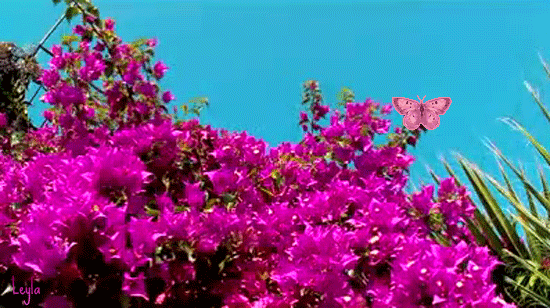 Анимационная открытка цветы с бабочкой